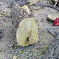 خرید انواع چوب