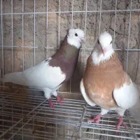 طوقی|پرنده|بهبهان, |دیوار