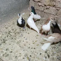 کبوتر گرفتنی