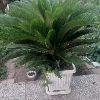 سیکاس مادر