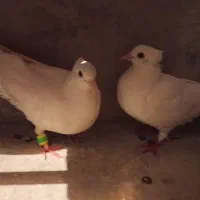 کفتر