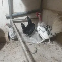 مرغ و خروس گلین گردن لخت