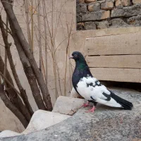 کبوتر سینه (ماده)