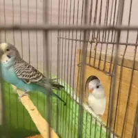 دو عدد مرغ عشق نر  سالم
