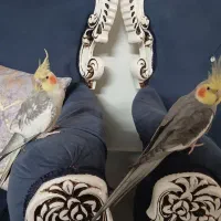 عروس هلندی نر