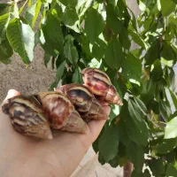 جوانساز پوست ( کلاژن طبیعی )