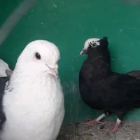 خال‌قدیم‌غ‌.ر.ی.ب