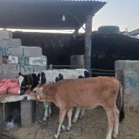 ۲راس گوساله ماده سیمینتال وبرانس