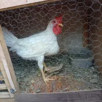 خروس