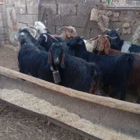 20 راس بز آبستن