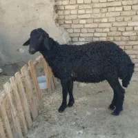 قوچ‌قره‌قزل‌جوان