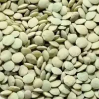 عدس ولوبیا چیتی