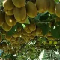 فروش کیوی