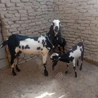 گوسفند مالداری پنجاب پوزکج