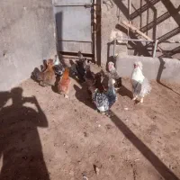 تخم مرغ سلطان