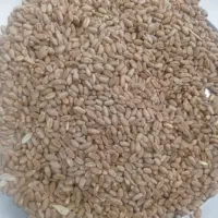 گندم تخمی درجه یک کاشت امسال هست