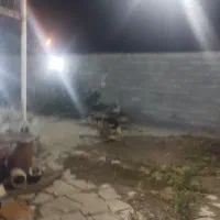 سگ ژرمن