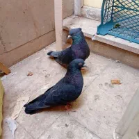 کبوتر پرشی