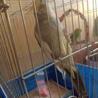 عروس هلندی ۶ماهه چندمدل سوت میزنه خیلی پرانرژی