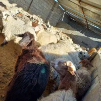 دام پرواری چاق مخصوص کشتار