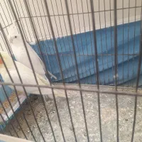 عروس کوتوله مرغ عشق