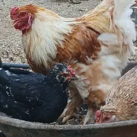 2تا خروس برهما