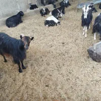 بز بومی گوشتی