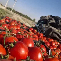 فروش گوجه باکیفیت