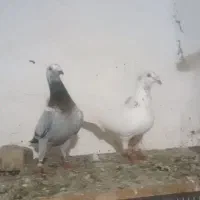 کفتر|پرنده|کلاله, |دیوار
