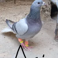دمگیر نر