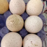 تخم بوقلمون با نطفه خیلی بالا روزانه