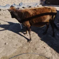 گاو محلی با گوساله ماده سیمیتال