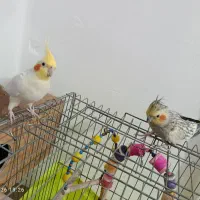 یک جفت عروس هلندی ناب