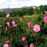 تور کاشان و آبشار نیاسر (همراه با کارگاه مدیتیشن )