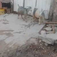 سه تا بز