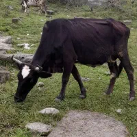 فروش گاو با گوساله ماده