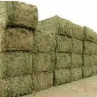 علف یونجه در روستای خا نقاه بفراجرد