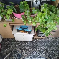 گل خونگی|گل و گیاه طبیعی|پردیس, فاز ۱|دیوار