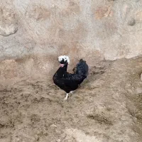 مرغ