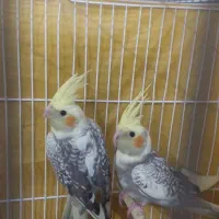 عروس هلندی درشت و کشیده