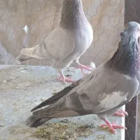 سرک