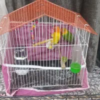 طوطی کوتوله برزیلی یه جفت