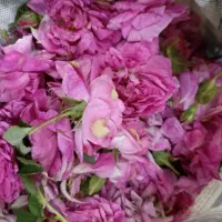 گل محمدی ارگانیک هر چقدر بخوااید هست