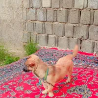 سگ باهوش|سگ|گنبد کاووس, |دیوار