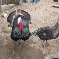 بوقلمون نرمحلی وزن ۱۰کیلو به بالا