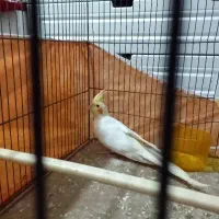 جوجه عروس لوتینو نر