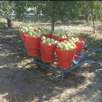 نیروبرای  سیب چینی