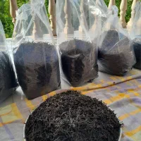 چای دستچین بهاره