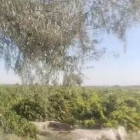 کاریابی