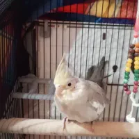 طوطی